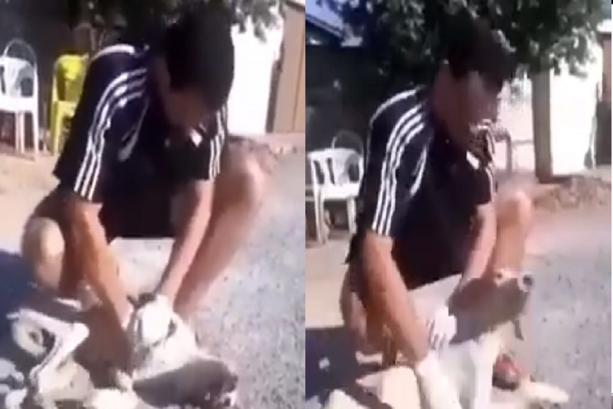 OMG! रस्त्यावर मृतावस्थेत पडलेला श्वान फक्त हात लावताच जिवंत झाला; व्यक्तीने कसा केला चमत्कार पाहा VIDEO