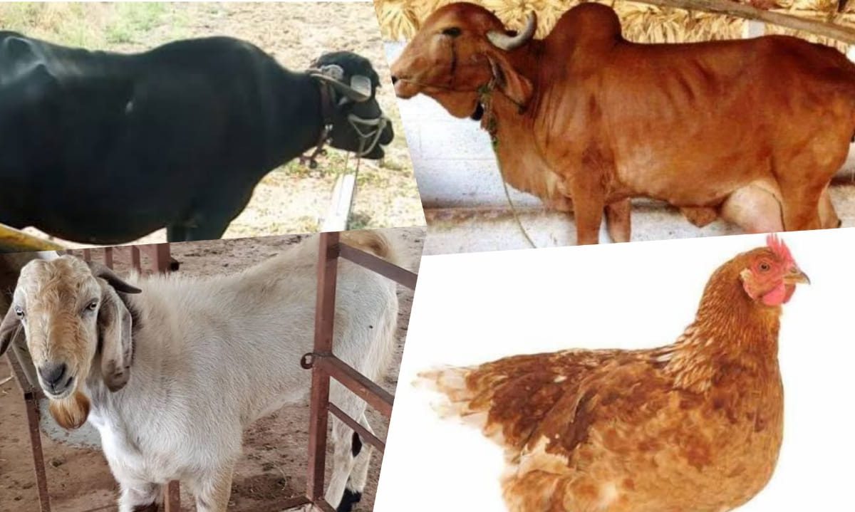 फक्त चार कागदपत्रे द्या आणि गाई, शेळ्या, म्हैशी घेऊन जा; ठाकरे सरकारची पशुपालन योजना माहिती आहे का?