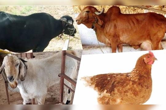 फक्त चार कागदपत्रे द्या आणि गाई, शेळ्या, म्हैशी घेऊन जा; ठाकरे सरकारची पशुपालन योजना माहिती आहे का?