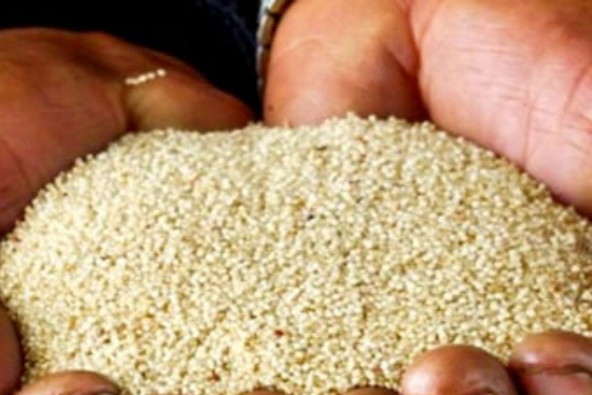 Rajgira Health Benefits : डायबेटिस असेल तर जादुगार ठरेल हा पदार्थ! अनेक जीवनसत्वांनी समृद्ध