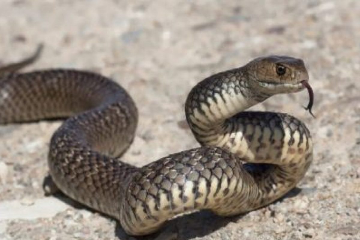 चालणारा साप पाहून सर्वजण हैराण झालेत. (प्रतीकात्मक फोटो)