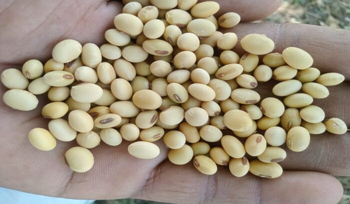 - सोयाबीनच्या (Soybean) शेंगांपासून बनवलेले स्नॅक्स अशावेळी फायदाचे असतात. एक कप हिरव्या सोयाबीन शेंगा उकडवून घ्यायच्या त्यात चवीनुसार मीठ, मिरची पावडर, लाल शिमला मिरचीचे तुकडे आणि चवीला जिरे पावडर टाकून एक छान नाश्ता बनवता येऊ शकतो. ह्या शेंगा शरीराला पुरेसे प्रोटीन देणाऱ्या तर आहेतच सोबत यात कॅलरी कमी असतात.