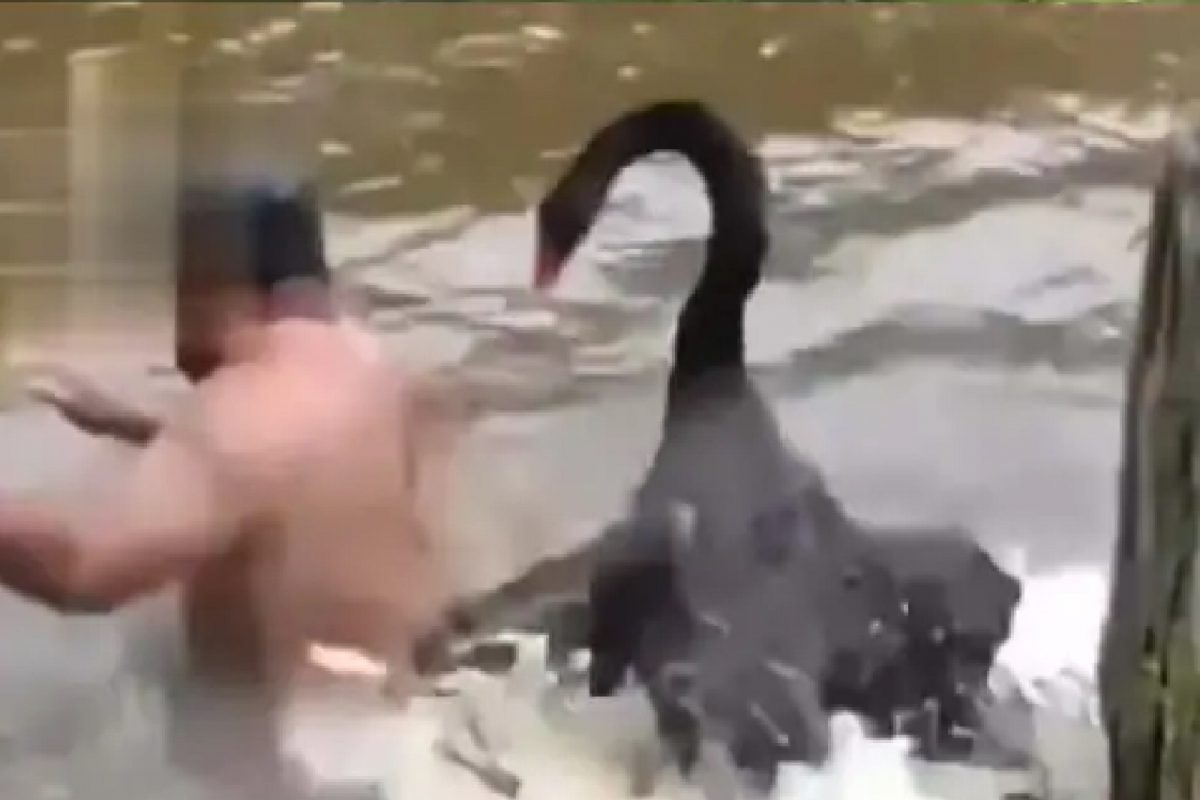 तलावात अंघोळ करताना हंसाने केला भयंकर हल्ला; बॉलिवूड अभिनेत्याने शेअर केला VIDEO