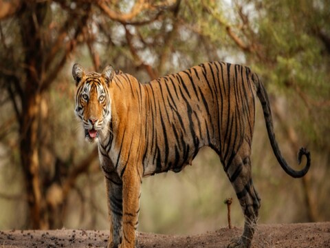 फाईल