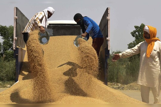 Wheat Export Ban : भारताच्या गव्हाला ज्या व्हायरसमुळे तुर्कस्तानने नाकारले, तो व्हायरस आहे तरी काय?
