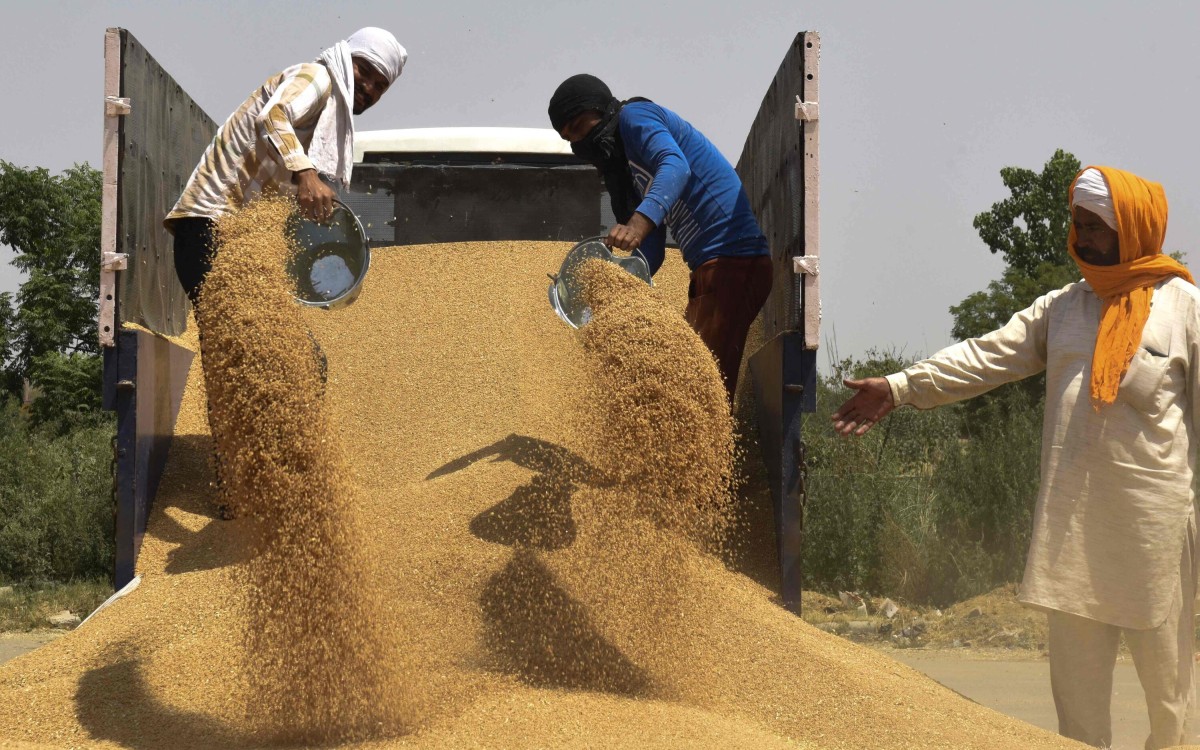 Wheat Export Ban : भारताच्या गव्हाला ज्या व्हायरसमुळे तुर्कस्तानने नाकारले, तो व्हायरस आहे तरी काय?