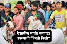 पुण्यातील व्यक्तीने विकत घेतला देशातील सर्वात महागडा बकरा, काय आहे किंमत?