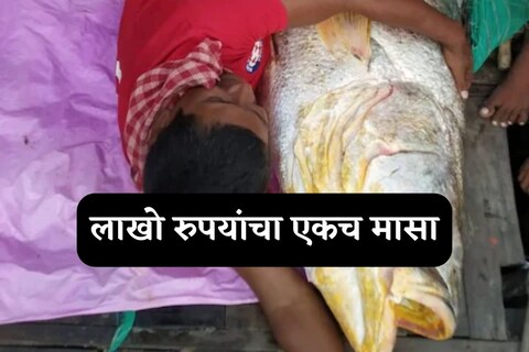 एका परदेशी कंपनीने त्याला विकत घेतले. या बहुमोल माशापासून जीवरक्षक औषधे बनवली जातात.
