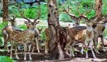 ‘या’ प्राणी संग्रहालयामधील 77 प्राण्यांना मिळणार मुक्तता!