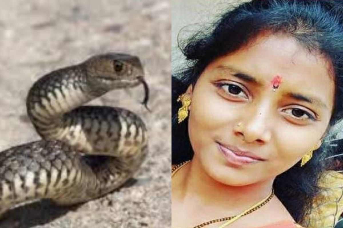 पुणे : अंगणात काम करताना विवाहितेसोबत घडला धक्कादायक प्रकार, सर्पदंशाने झाला मृत्यू