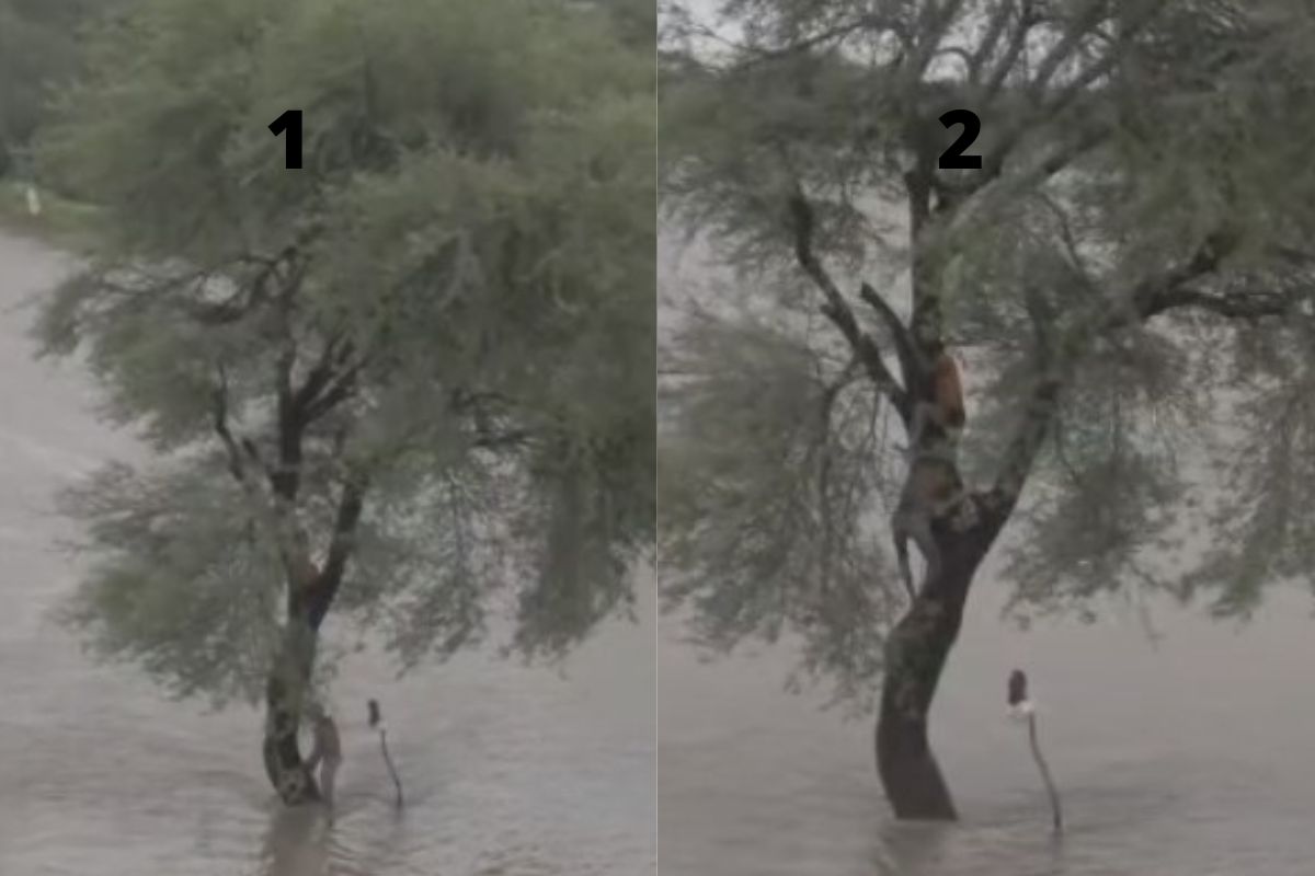 चहुबाजूला पाणीच पाणी आणि झाडावर अडकले 2 तरुण; यवतमाळमधील भीतीदायक Video