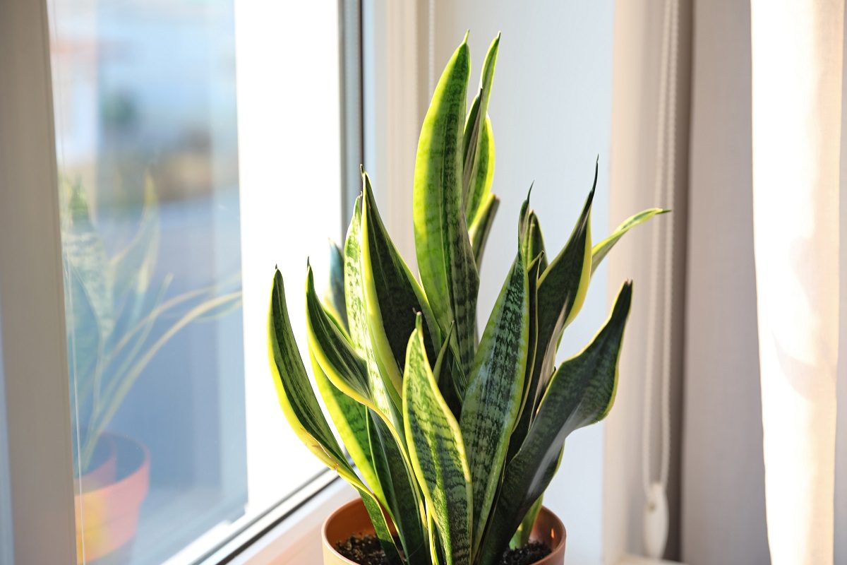 Vastu Tips: घरात स्नेक प्लांट लावण्याचे फायदे आहेत खास; कोणत्या दिशेला ठेवणं आहे शुभ