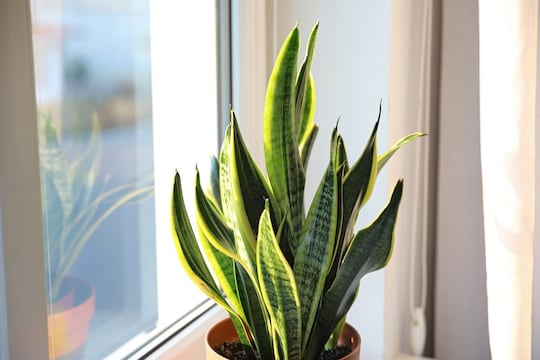 Vastu Tips: घरात स्नेक प्लांट लावण्याचे फायदे आहेत खास; कोणत्या दिशेला ठेवणं आहे शुभ