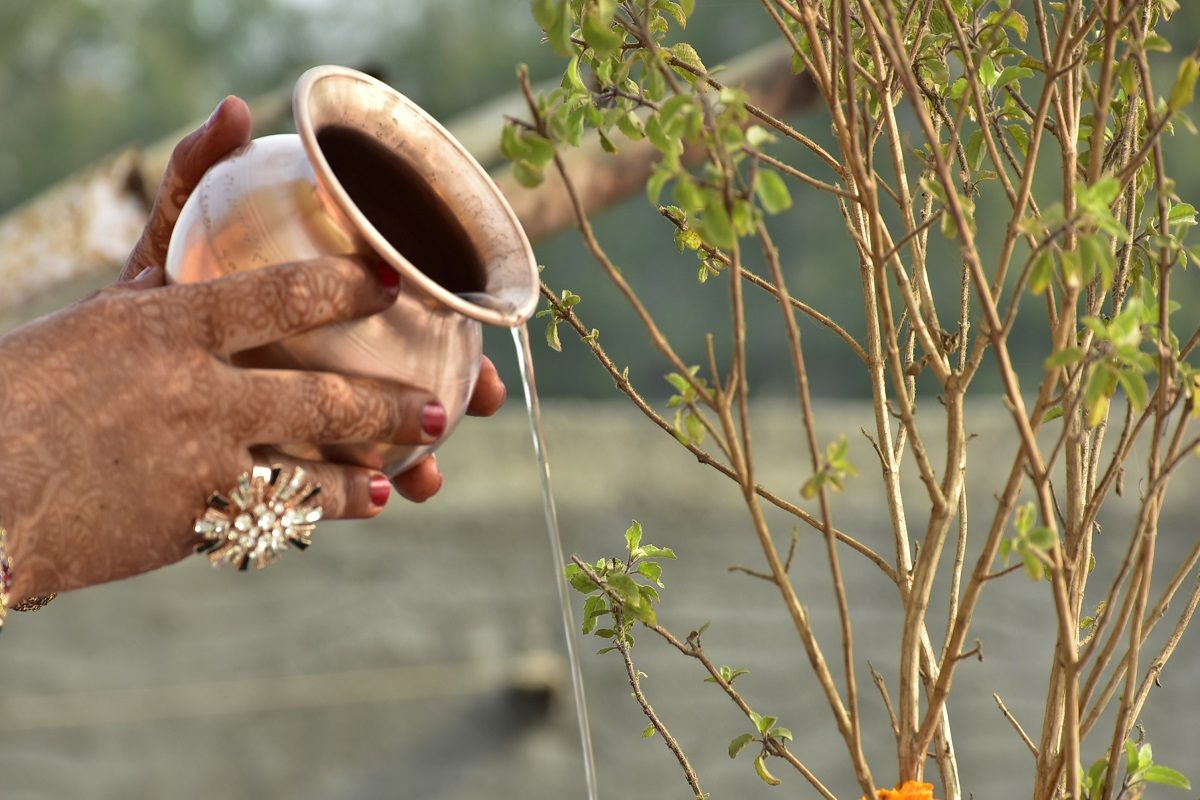 तुळशीला पाणी घालताना या चुका कधीच नका करू; कसलाच फायदा नाही मिळत