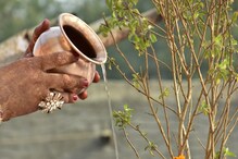 तुळशीला पाणी घालताना या चुका कधीच नका करू; कसलाच फायदा नाही मिळत तुळशीला पाणी घालताना या चुका कधीच नका करू; कसलाच फायदा नाही मिळत