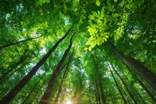 हवेतून CO2 काढून टाकण्यासाठी वृक्षारोपण नाही तर 'या' योजनेवर काम हवेतून CO2 काढून टाकण्यासाठी वृक्षारोपण नाही तर 'या' योजनेवर काम