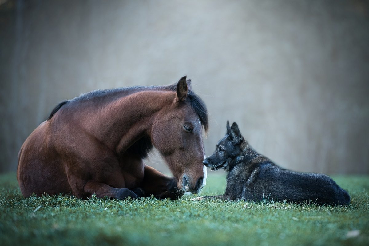 Vastu Tips : हे 6 प्राणी आपल्यासाठी नेहमीच ठरतात भाग्यवान; नशिबाची मिळते साथ