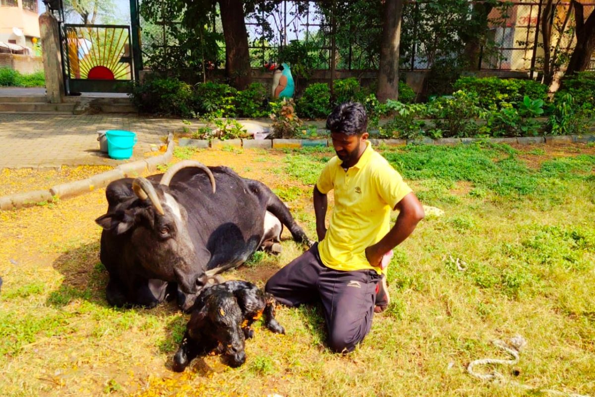 पुरुषोत्तम आव्हा़ड यांनी शेकडो गायींना जीवदान दिले आहे.