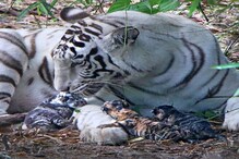 PHOTO: 3 रंगाचा वाघ जन्माला आल्याने आश्चर्य; वाघिण आणि बछडे पाहण्यासाठी गर्दी