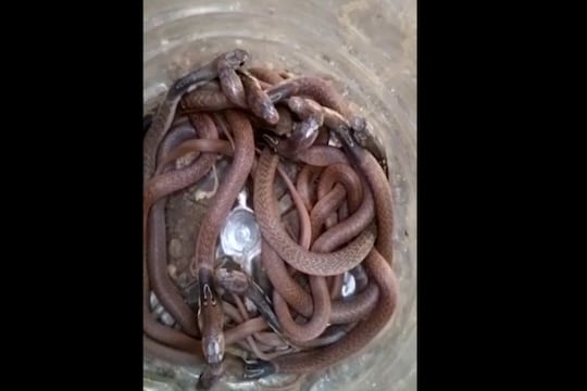 घरात साप असल्याचे कळताच कावळे यांनी सर्पमित्रांना फोन करून माहिती दिली.