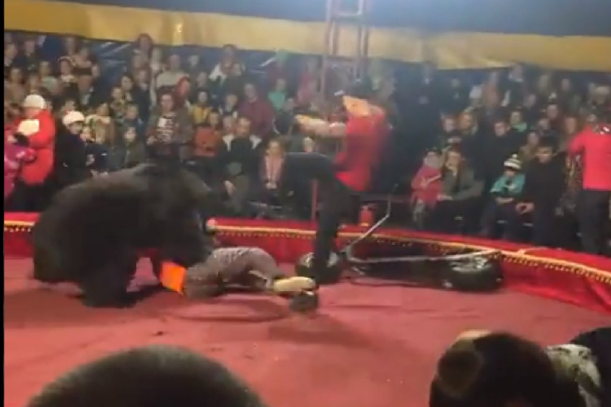 अस्वलाचा ट्रेनरवर हल्ला.