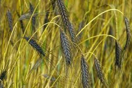 Business Idea : 8000 रूपये क्विंटल दर असलेल्या 'या' गव्हाची शेती करा आणि व्हा मालामाल!