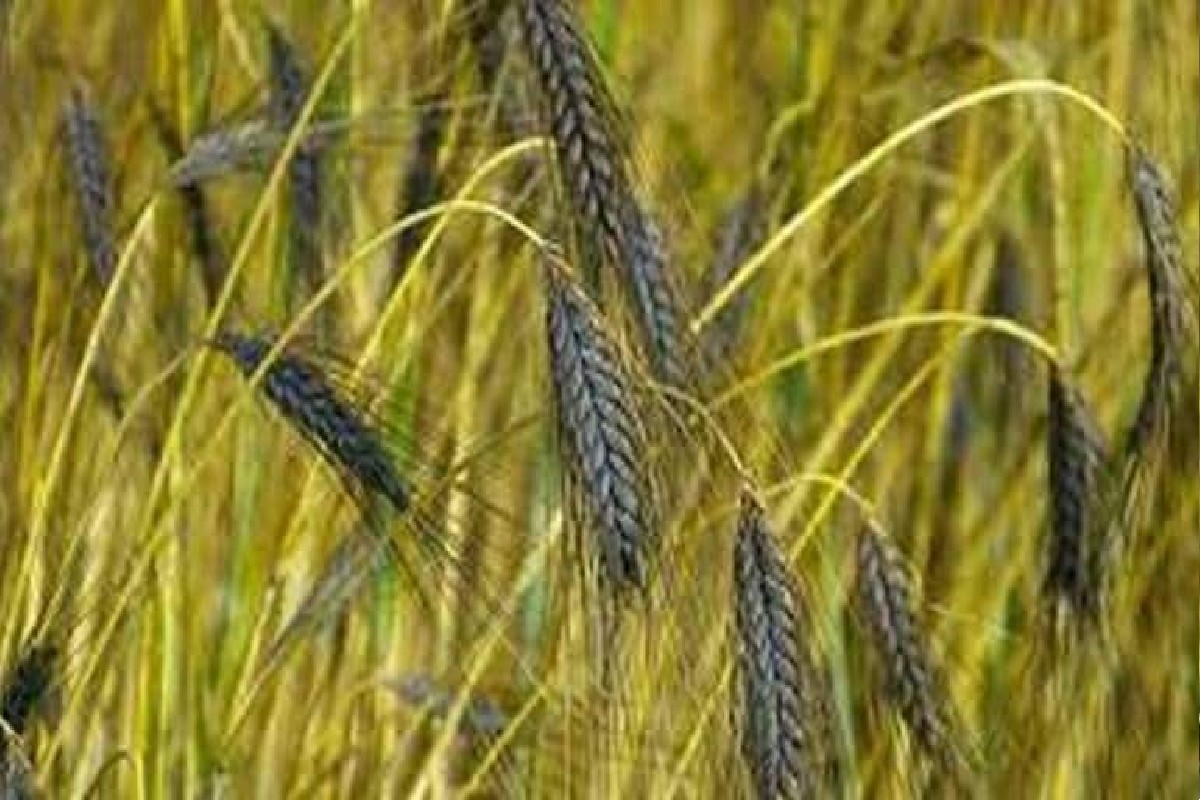 Business Idea : 8000 रूपये क्विंटल दर असलेल्या 'या' गव्हाची शेती करा आणि व्हा मालामाल!