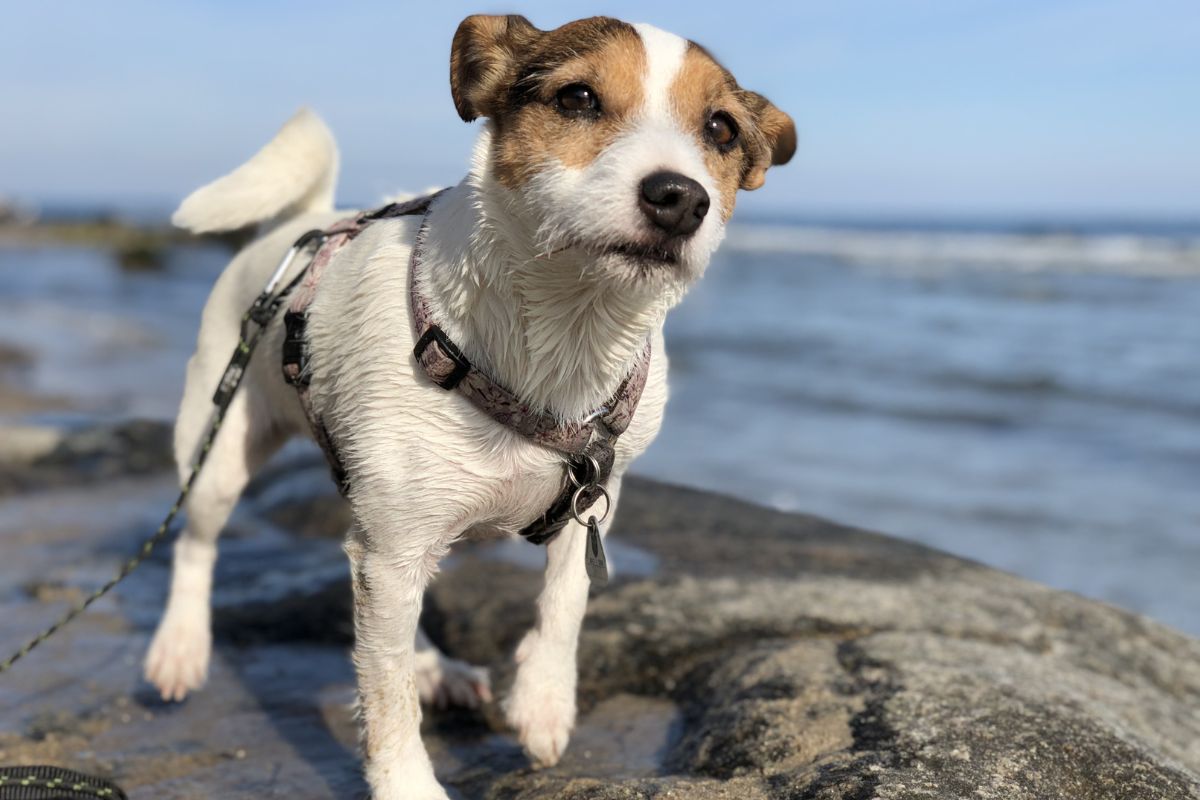 तुम्ही लाख कुत्रे पाळले असतील, पण एक गोष्ट तुम्हाला माहिती नसणार!