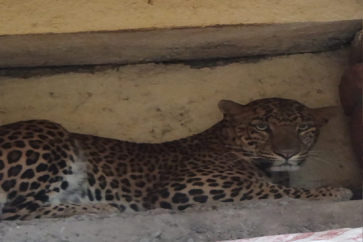 Nashik Leopard Video : बिबट्यानं घेतला घराच्या बाल्कनीचा ताबा, नागरिकांमध्ये दहशतीचं वातावरण