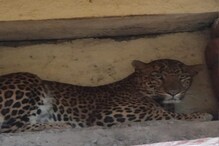 Nashik Leopard Video : बिबट्यानं घेतला घराच्या बाल्कनीचा ताबा! Nashik Leopard Video : बिबट्यानं घेतला घराच्या बाल्कनीचा ताबा!