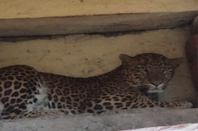 Nashik Leopard Video : बिबट्यानं घेतला घराच्या बाल्कनीचा ताबा!