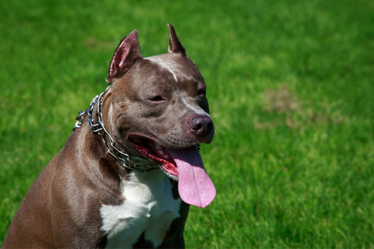 भारतात Pit bull कुत्र्यांवर का होतेय बंदीची मागणी? खरच ते इतके धोकादायक आहेत?