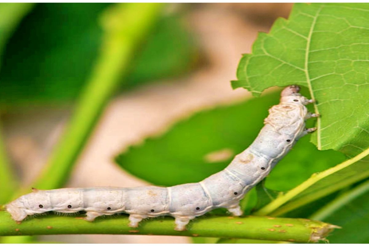 रेशीम शेती