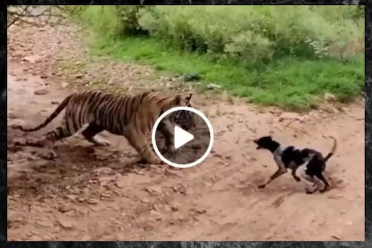Viral Video: डेंजर! झाडाखाली झोपलेल्या वाघाला कुत्र्यानं दिलं आव्हान; फक्त 8 सेकंदातच संपवला खेळ 