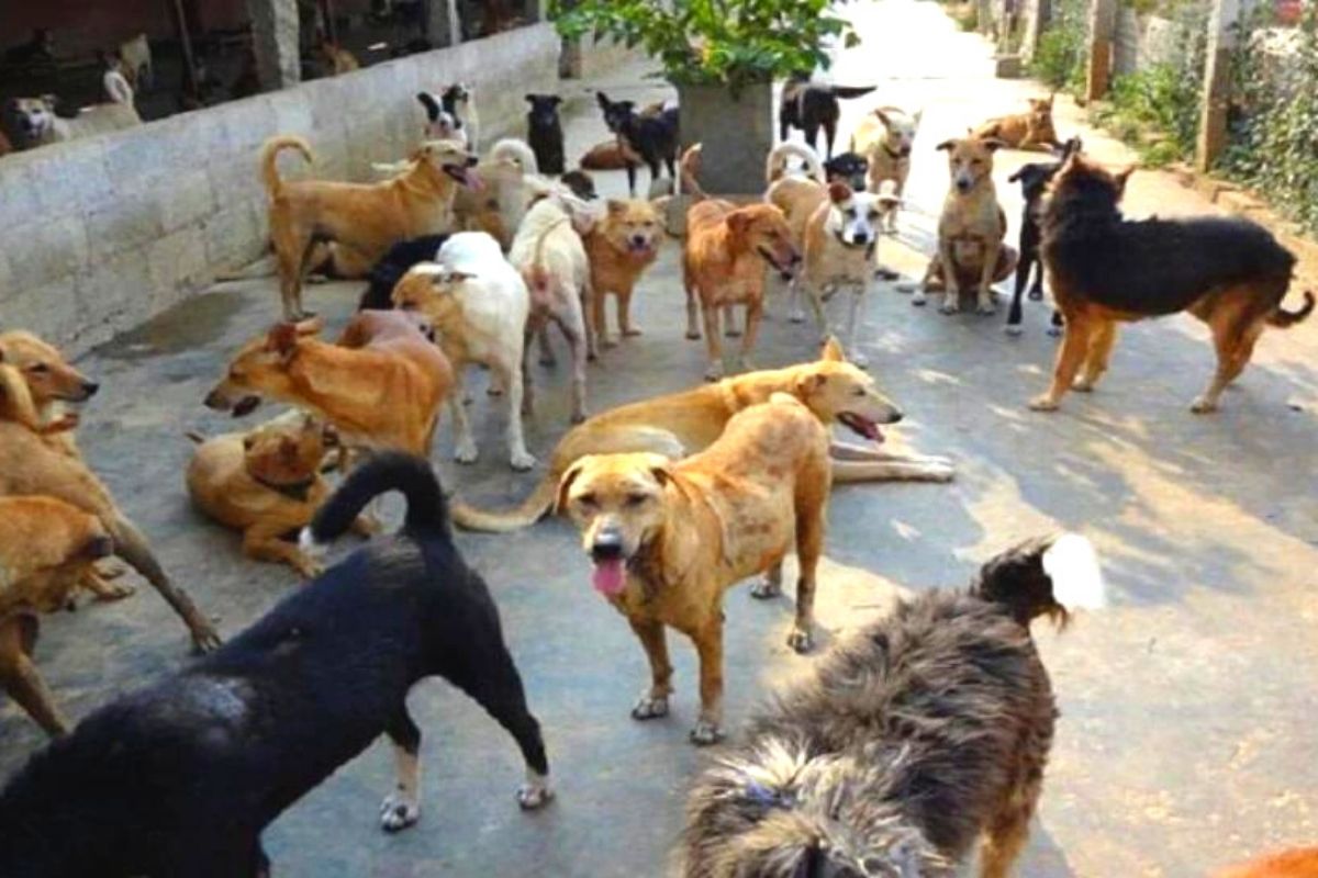 Street Dog Ban: 'या' मेट्रो शहराला भटक्या कुत्र्यांपासून मिळणार मुक्ती, प्रशासनाचा मोठा निर्णय