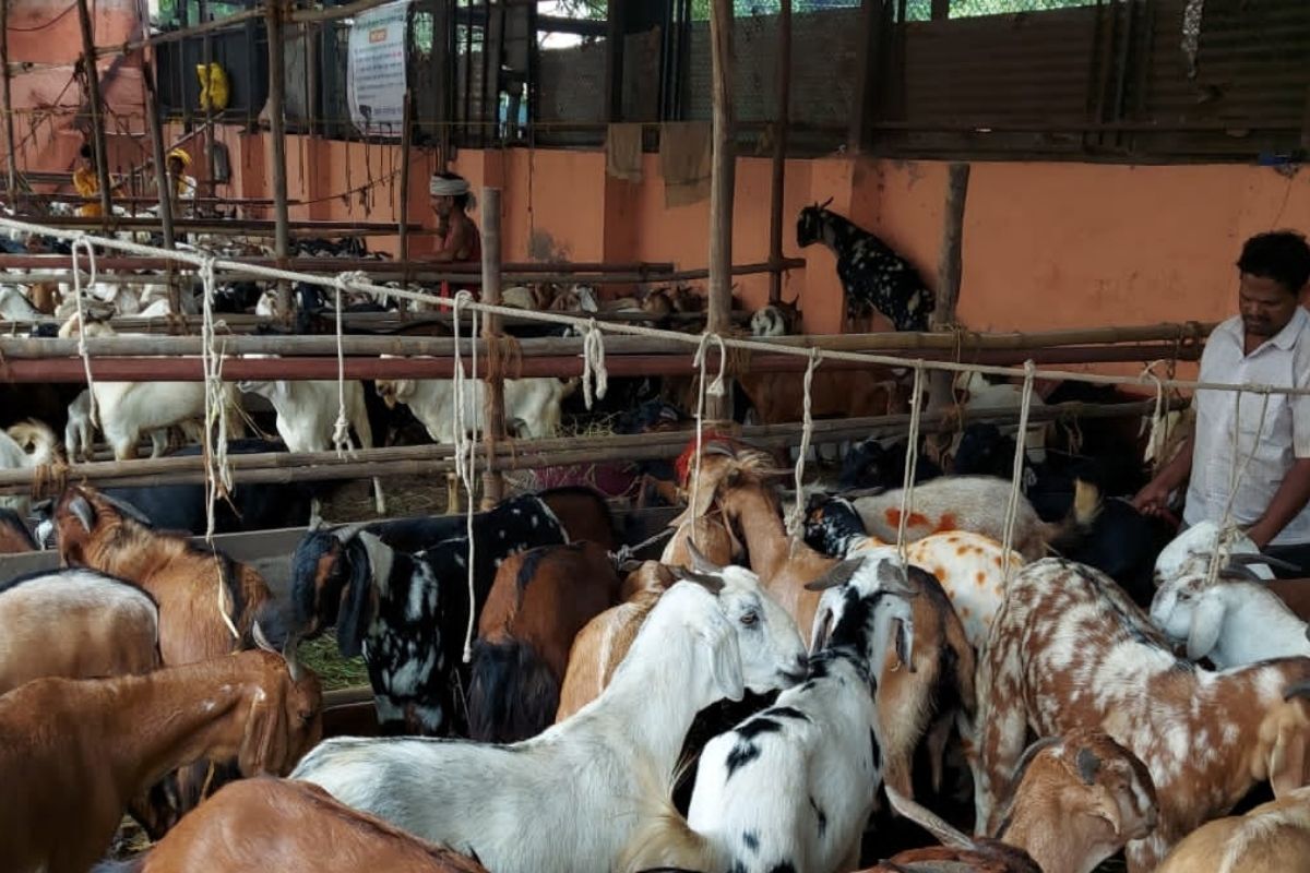 Pune : बकरी ईद निमित्त भरला बकऱ्यांचा बाजार; बाजारात रॅम्बो बकऱ्याची होतीय चर्चा, पहा VIDEO