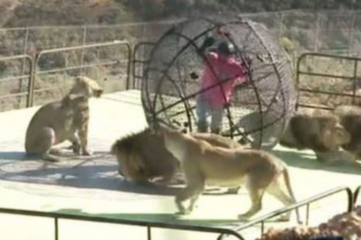 Khatron Ke Khiladi 12: मोहित मलिकवर तब्बल 5 सिहांचा हल्ला, थरकाप उडवणारा VIDEO