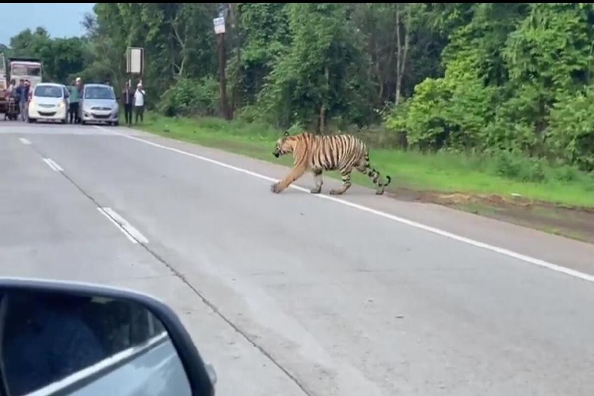 चंद्रपुरात भारदस्त शरीरयष्टी असलेला गब्बर वाघ रस्त्यावर अन् दोन्ही बाजूची थांबली वाहतूक, VIDEO Viral