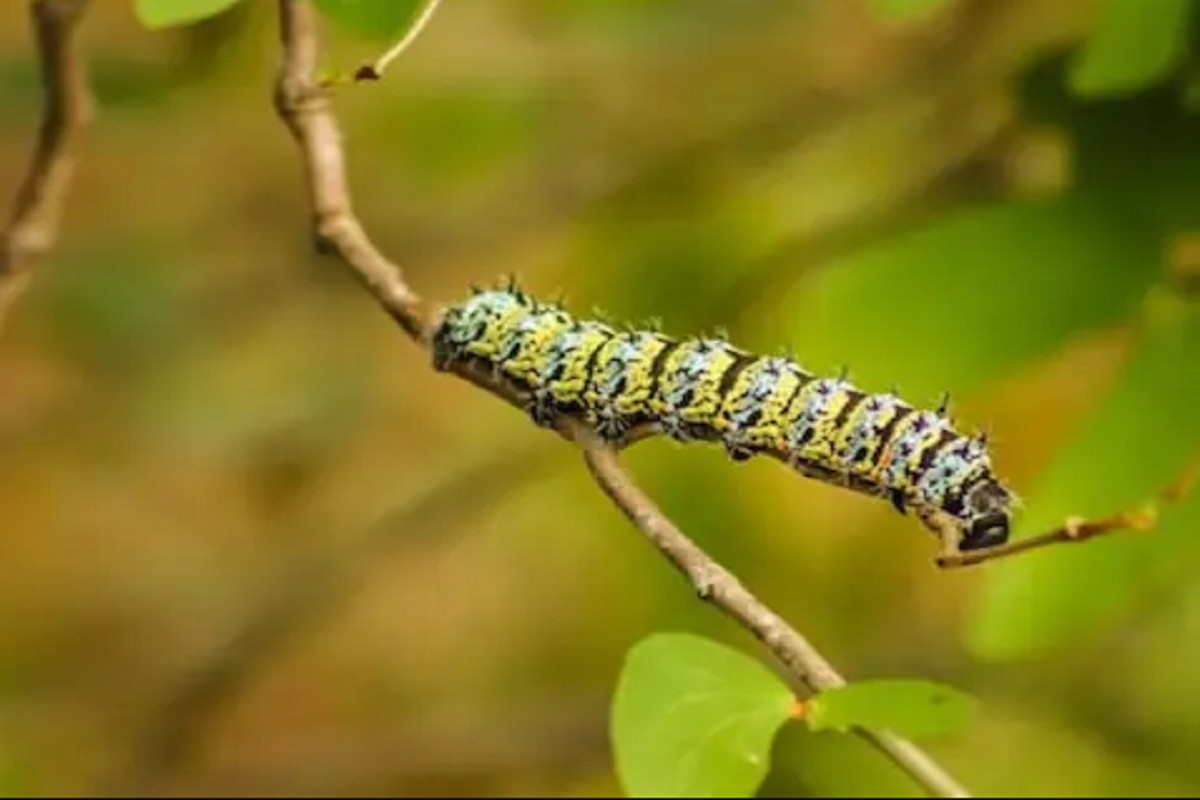 अळ्यांपासून बिस्किटं आणि चॉकलेट्स; दक्षिण आफ्रिकेतल्या कंपनीने तयार केली उत्पादनं