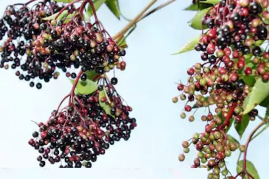 तुम्हाला बारबेरीच्या फायद्यांबद्दल माहिती आहे का? मधुमेह, कोलेस्ट्रॉलसारख्या आजारात असते फायदेशीर