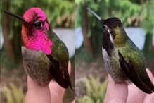 WOW! रंग बदलणारा पक्षी पाहिलाय का? VIDEO मध्ये पाहा निसर्गाचा अद्भुत चमत्कार WOW! रंग बदलणारा पक्षी पाहिलाय का? VIDEO मध्ये पाहा निसर्गाचा अद्भुत चमत्कार
