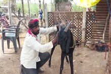 साताऱ्यात निसर्गाचा अनोखा चमत्कार, चक्क बोकड दूध देऊ लागलंय, पाहा VIDEO साताऱ्यात निसर्गाचा अनोखा चमत्कार, चक्क बोकड दूध देऊ लागलंय, पाहा VIDEO