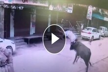 Video-मागून शिंगं घुसवली, हवेत उडवत जमिनीवर आपटलं; बैलाचा व्यक्तीवर खतरनाक हल्ला