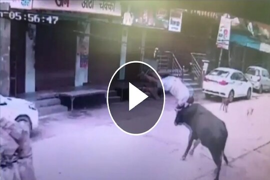 Shocking Video : मागून शिंगं घुसवली, हवेत उडवत जमिनीवर आपटलं; चवताळलेल्या बैलाचा व्यक्तीवर खतरनाक हल्ला
