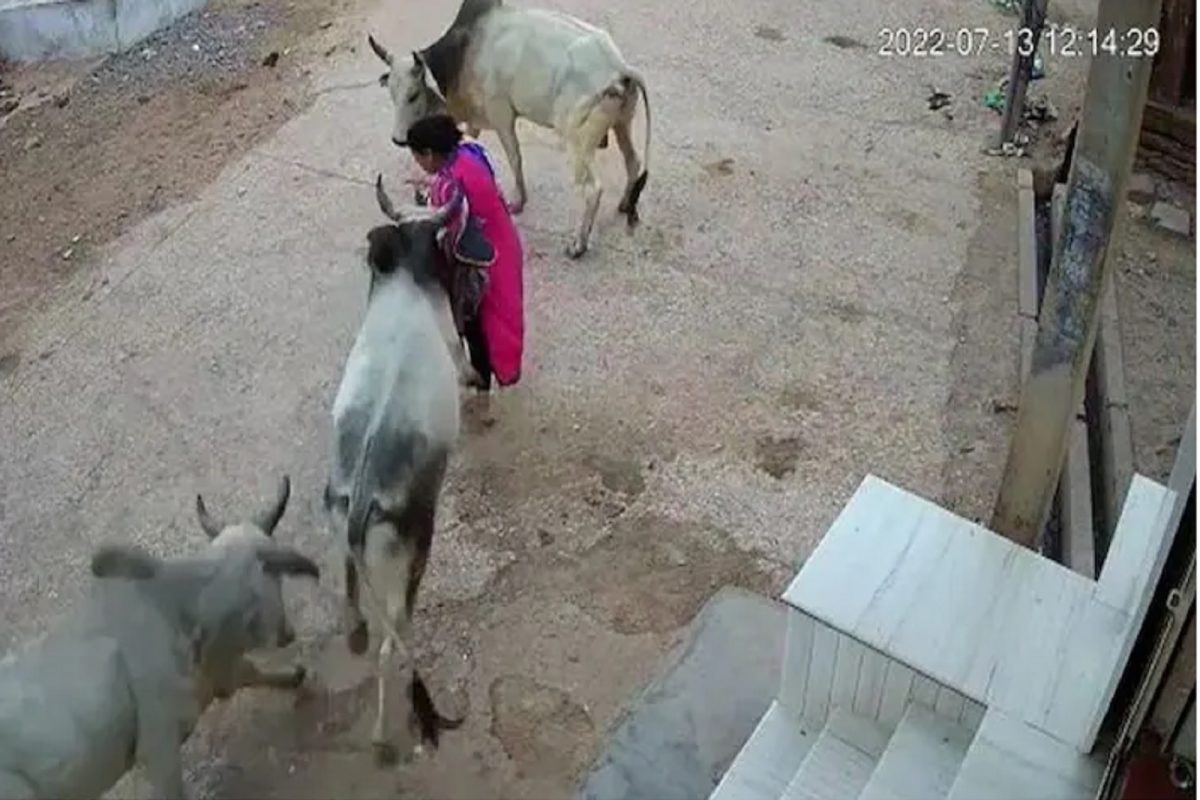 बापरे! 3-3 बैलांनी एकत्र महिलेला शिंगांनी उडवून पायाखाली तुडवलं; अंगावर काटा आणणारा VIDEO