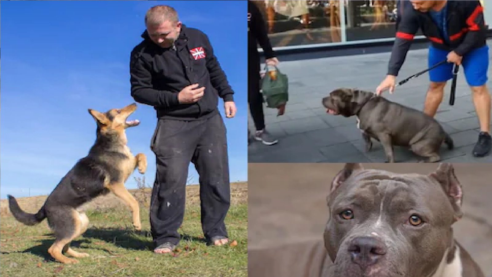 Pitbull kill woman see how to survive dog attack video viral mhpl Pitbull सारख्या खतरनाक Dog