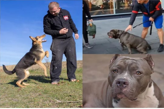 Pitbull सारख्या खतरनाक Dog Attack मध्ये कसा वाचवाल स्वतःचा जीव; पाहा हा VIDEO