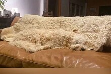 Optical Illusion : प्रयत्न करूनही पटकन सापडेना सोफ्यावर झोपलेला कुत्रा