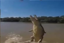 OMG! ...अन् अचानक हवेत उडू लागली मगर; विश्वास बसत नाही तर पाहा हा VIDEO