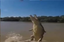 OMG! ...अन् अचानक हवेत उडू लागली मगर; विश्वास बसत नाही तर पाहा हा VIDEO OMG! ...अन् अचानक हवेत उडू लागली मगर; विश्वास बसत नाही तर पाहा हा VIDEO